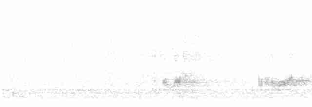 Western Grebe - ML489885471