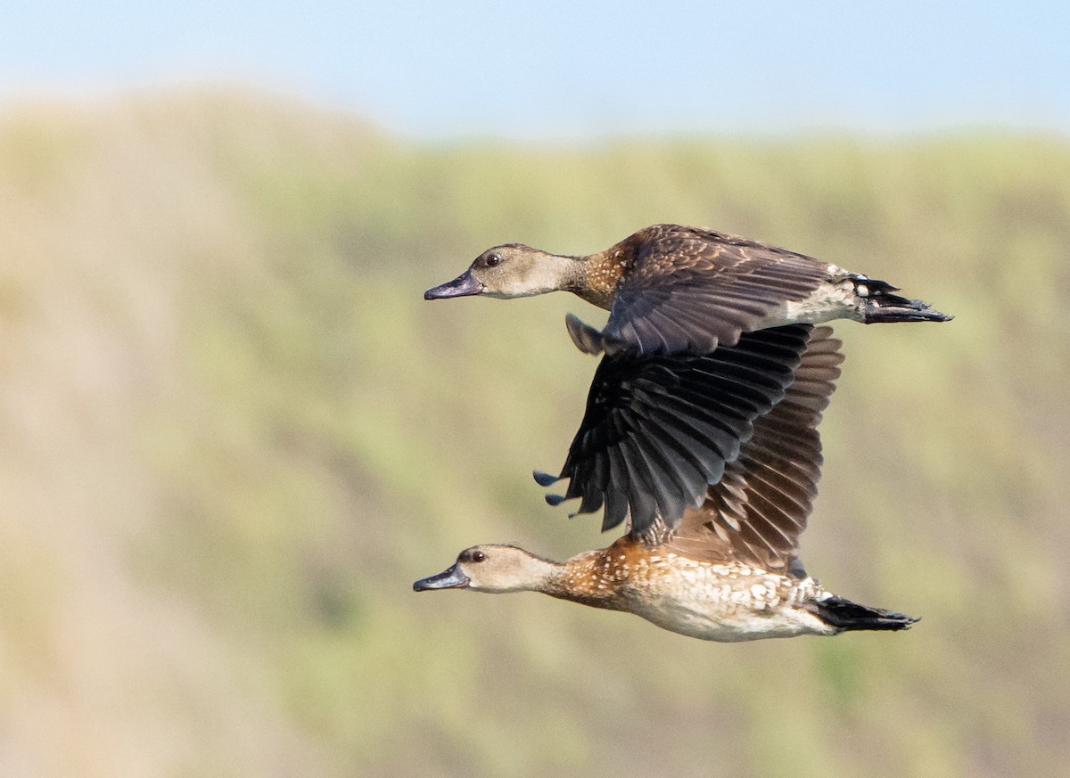 Spotted Whistling-Duck - ML489885481