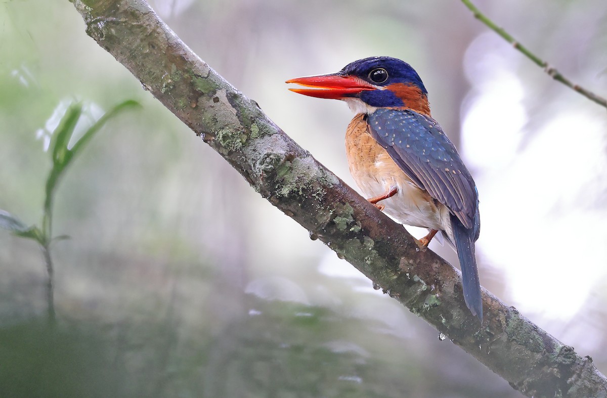 Blue-capped Kingfisher - ML489887711