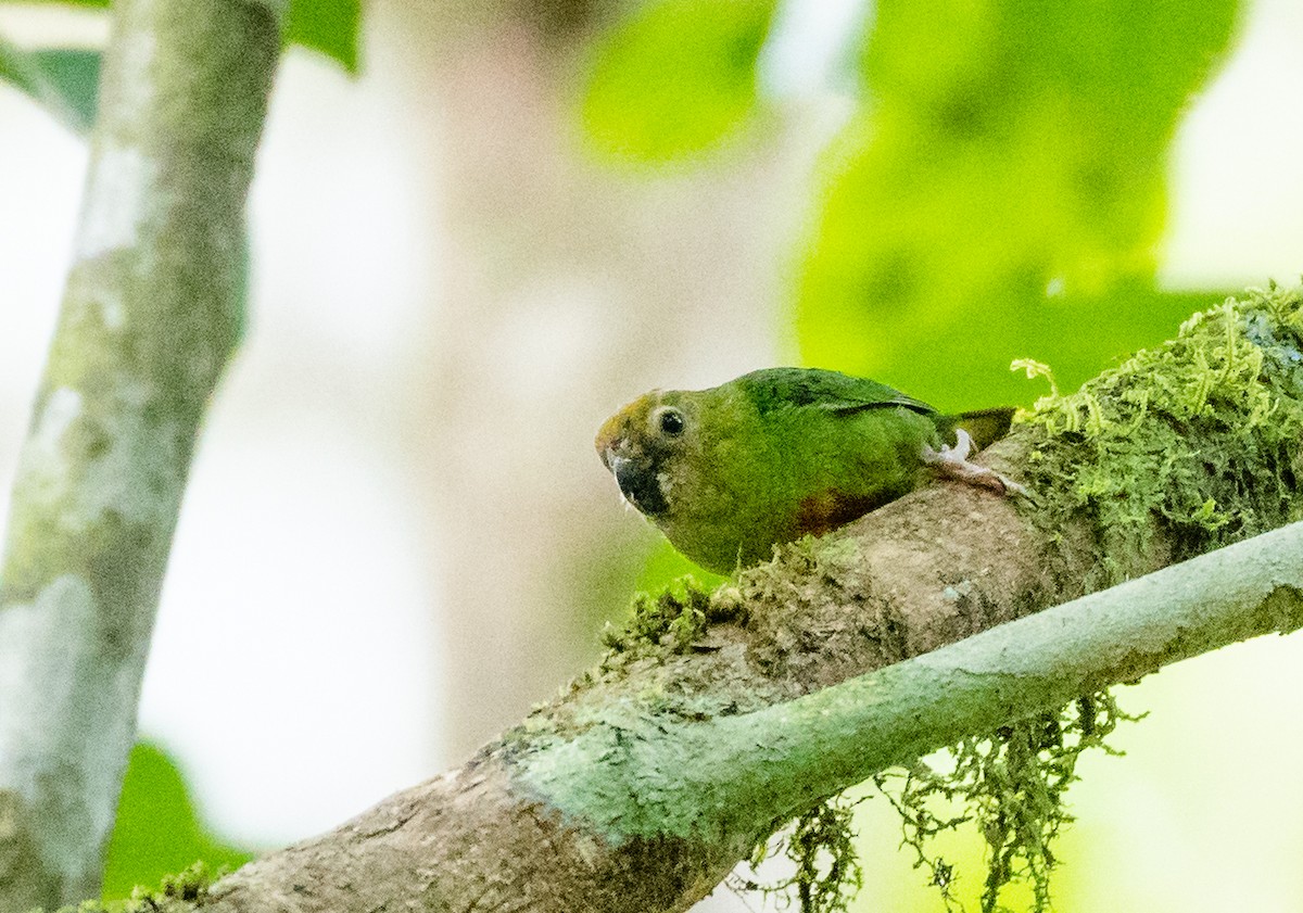 Yellow-capped Pygmy-Parrot - ML489887781