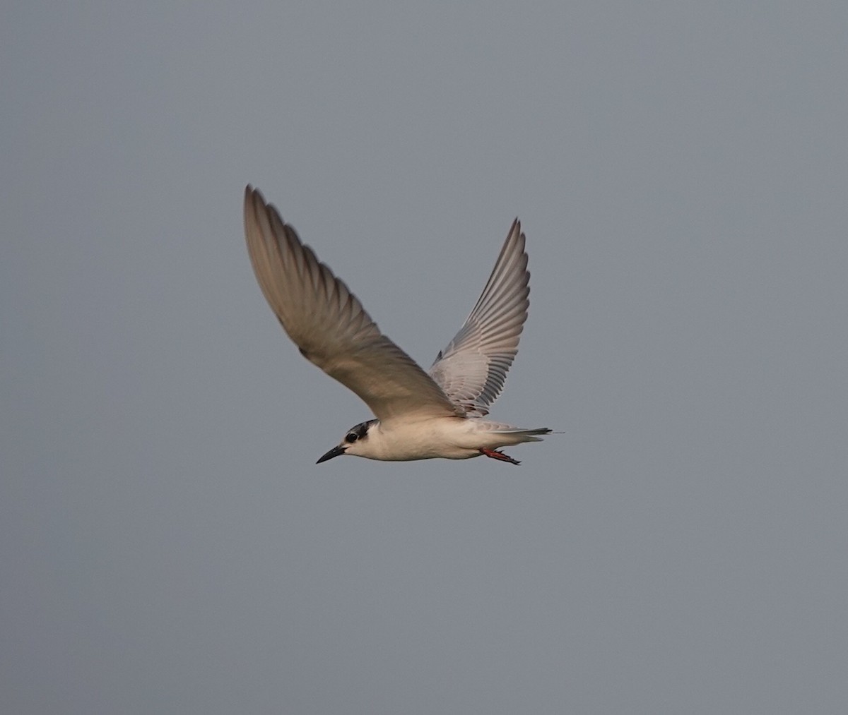 Whiskered Tern - Stray Feather