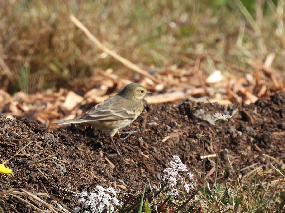 American Pipit - Neil Hughes