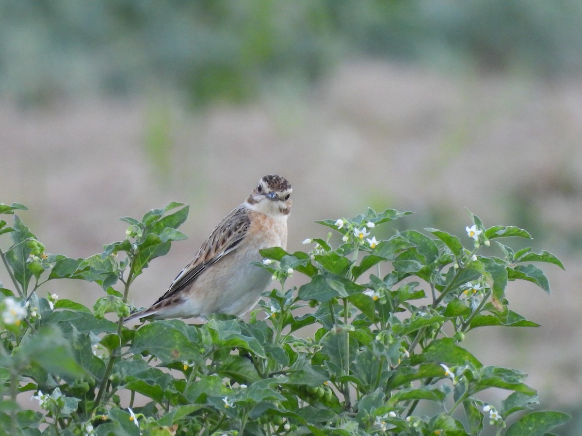 Whinchat - ML489895591