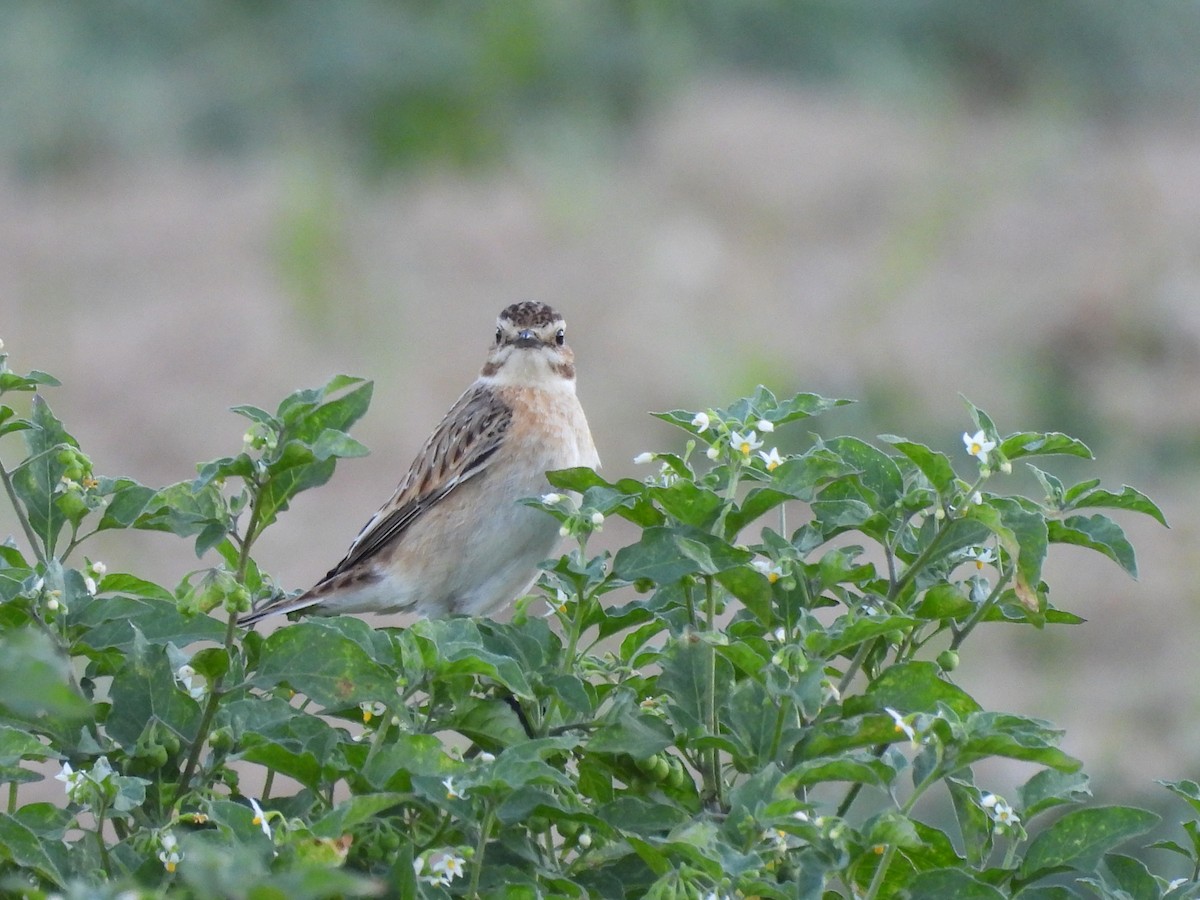 Whinchat - ML489895721
