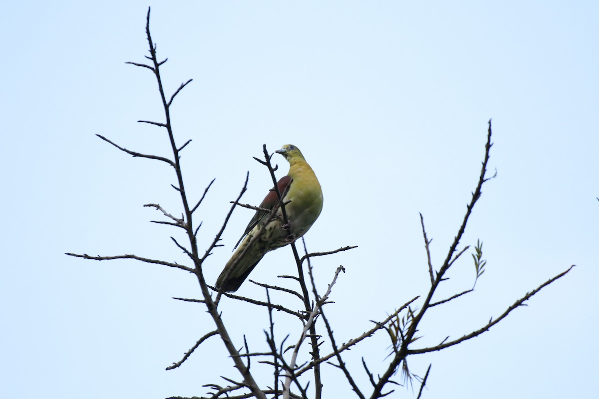 White-bellied Green-Pigeon - ML489903801