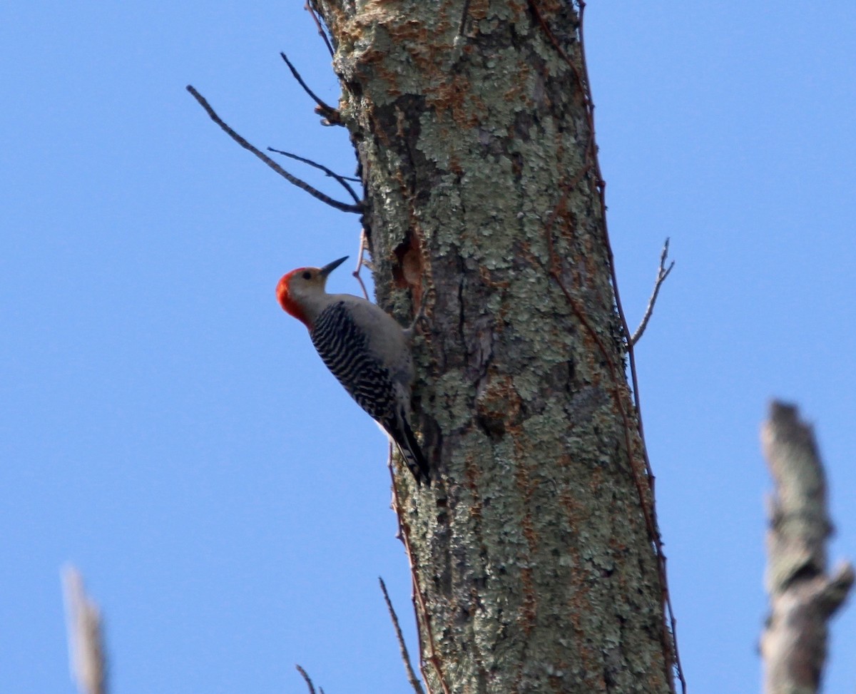 Red-bellied Woodpecker - ML48990901
