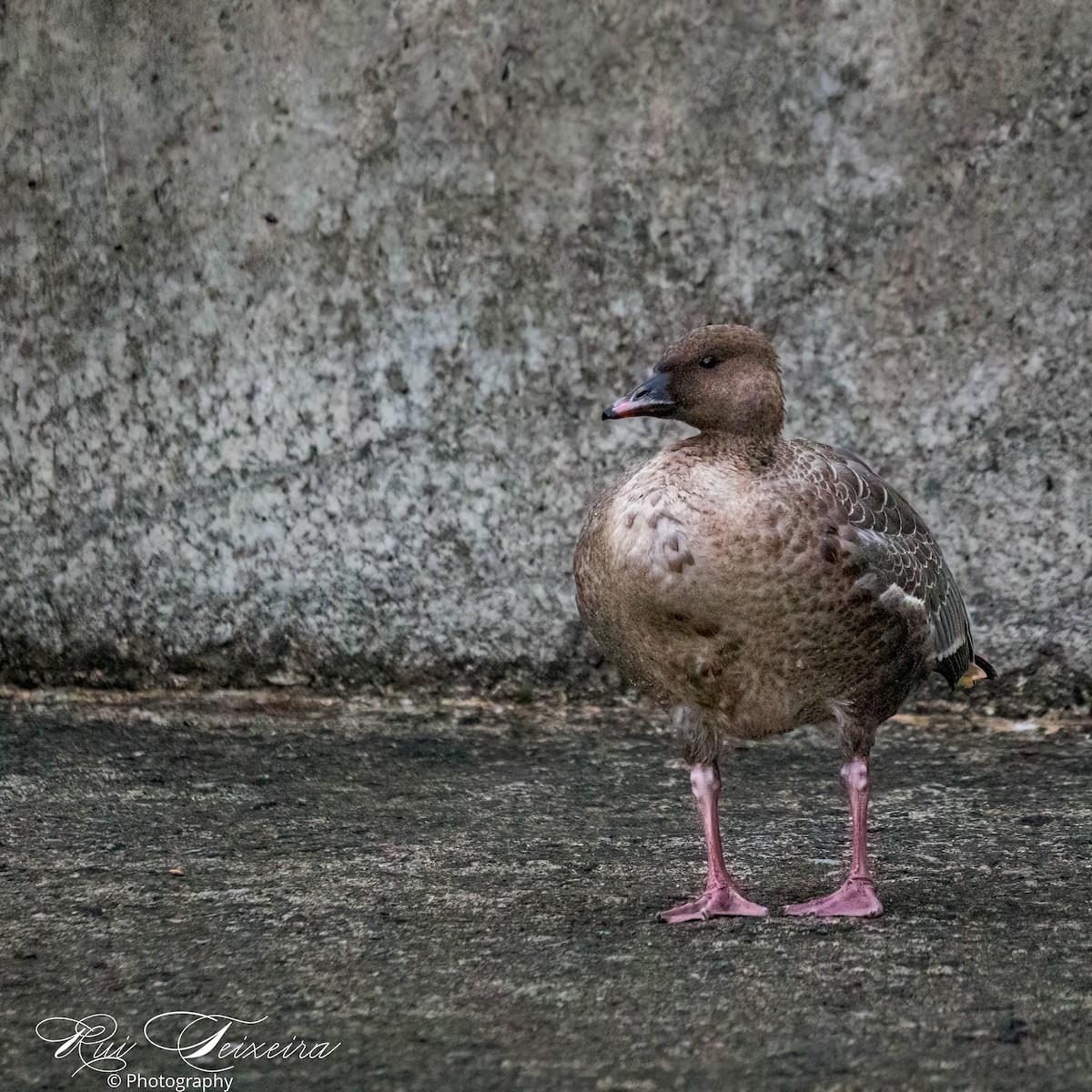 Pink-footed Goose - ML489912171