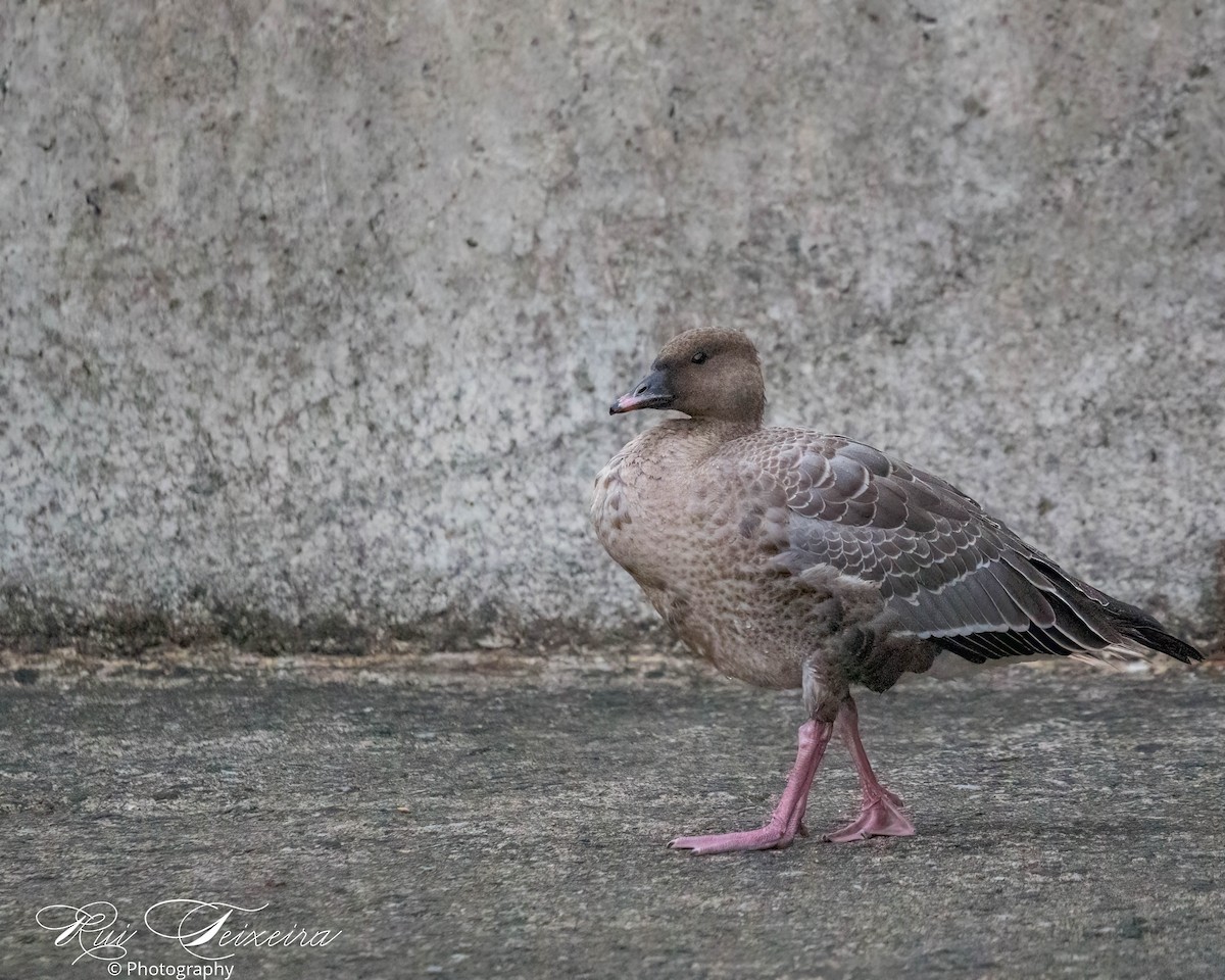 Pink-footed Goose - ML489912181