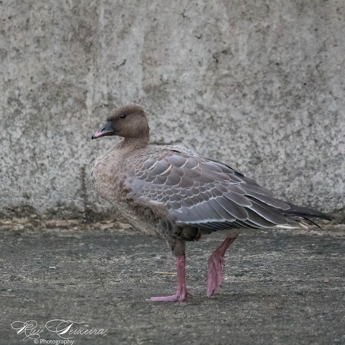 Pink-footed Goose - ML489912191