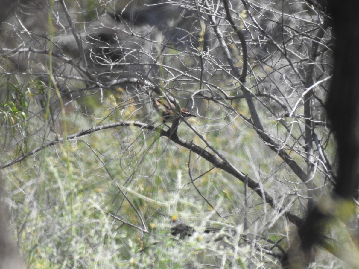 Chestnut-crowned Babbler - ML489912751