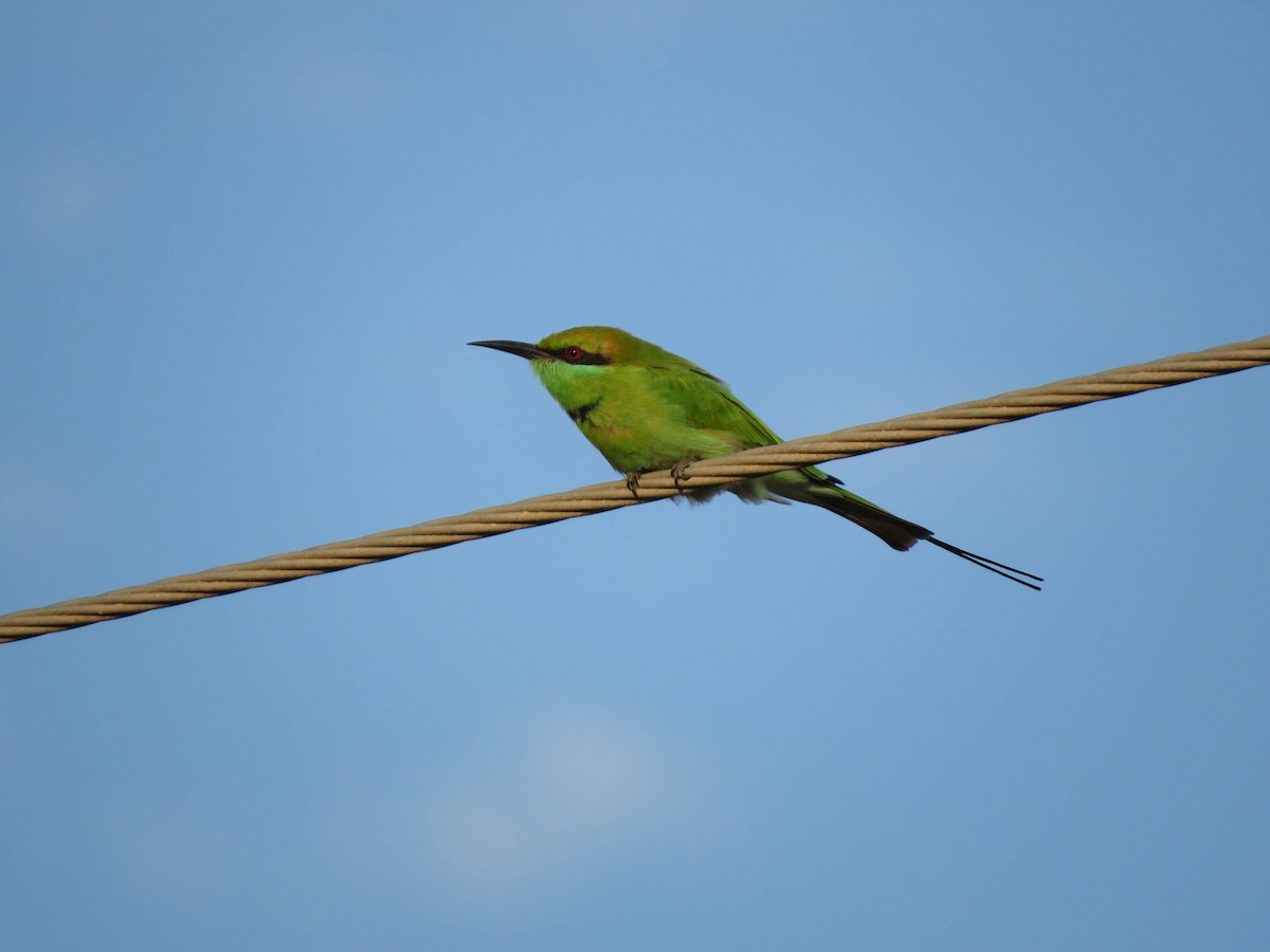 Asian Green Bee-eater - ML489914721