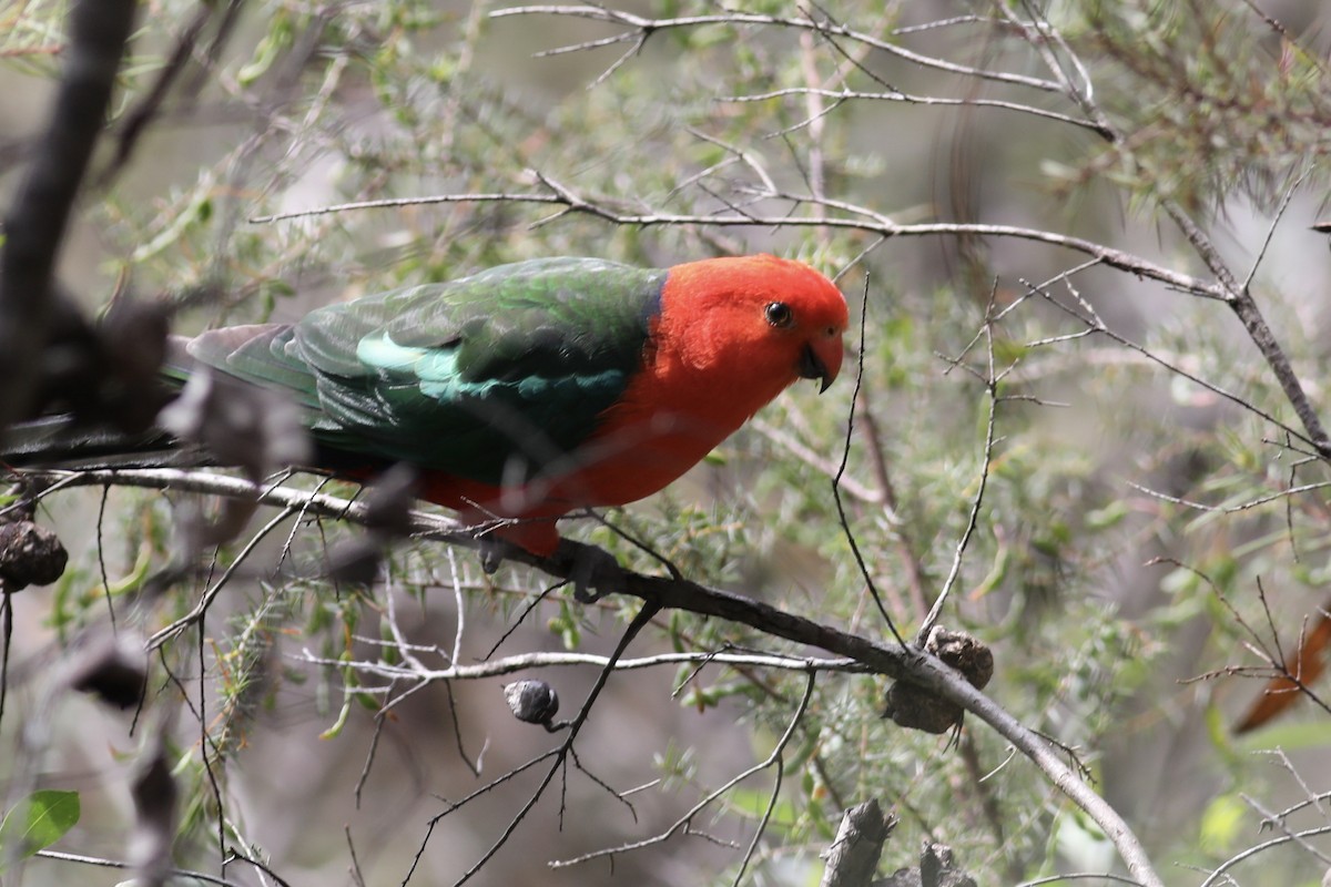 Australian King-Parrot - ML489915531