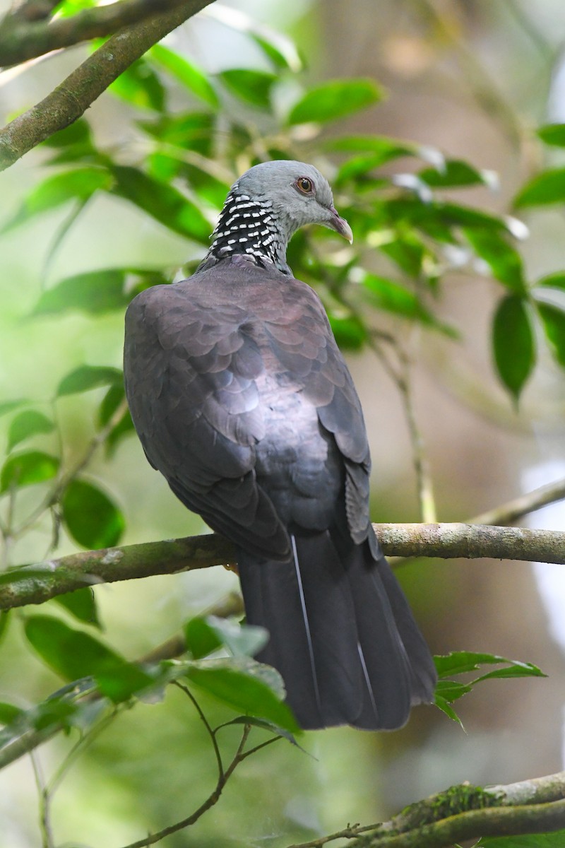 Nilgiri Wood-Pigeon - ML489916711