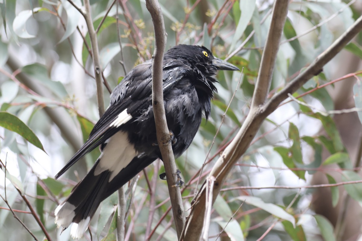 Pied Currawong - ML489917601