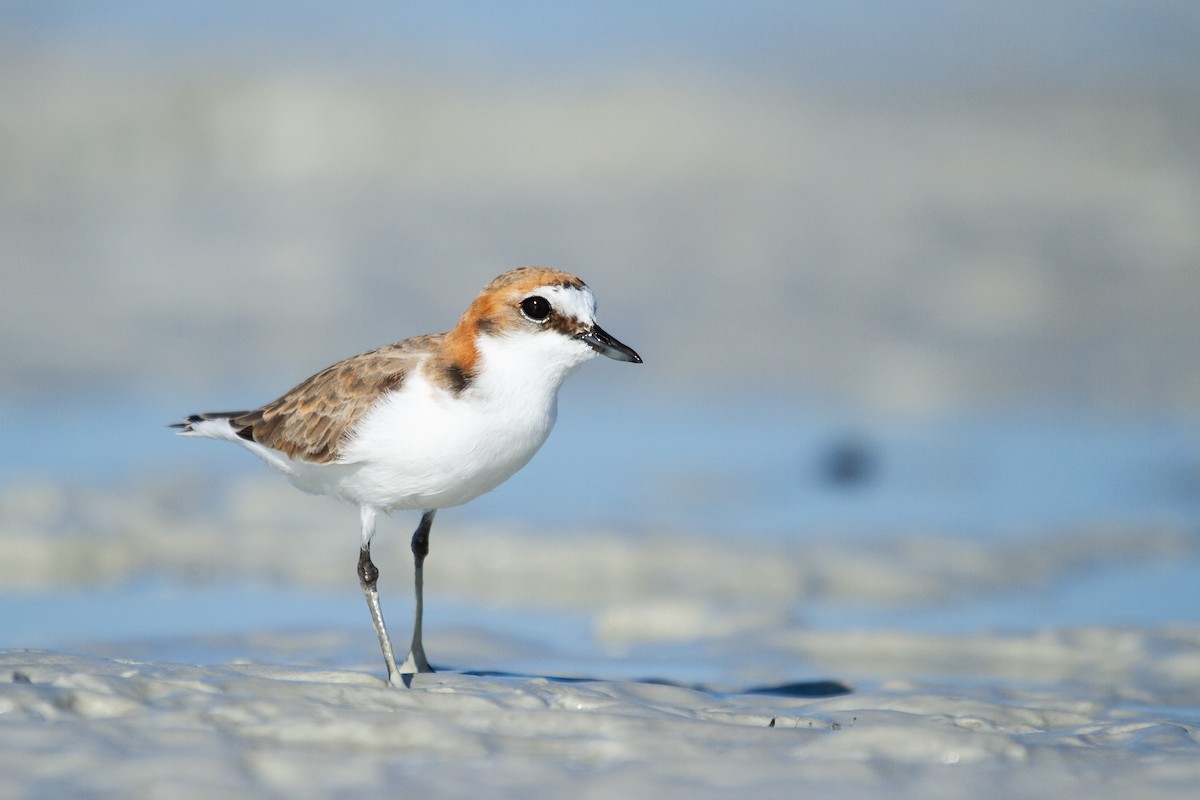 Red-capped Plover - ML489917971