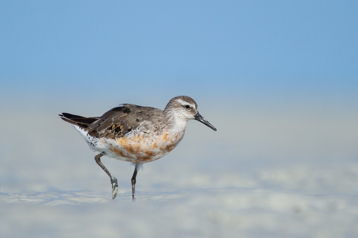 Red Knot - ML489918021