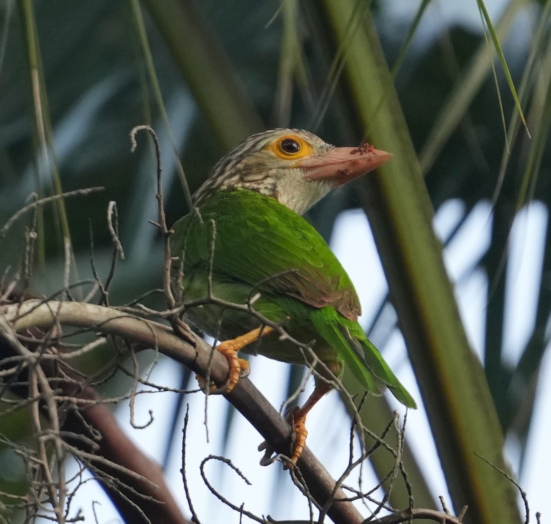 Lineated Barbet - ML489922191