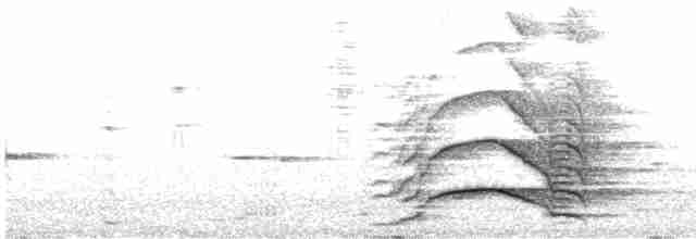 Yellow-tailed Black-Cockatoo - ML489925131