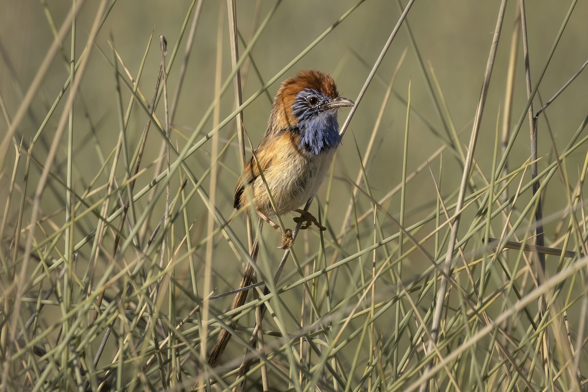 Rufous-crowned Emuwren - Hans Wohlmuth