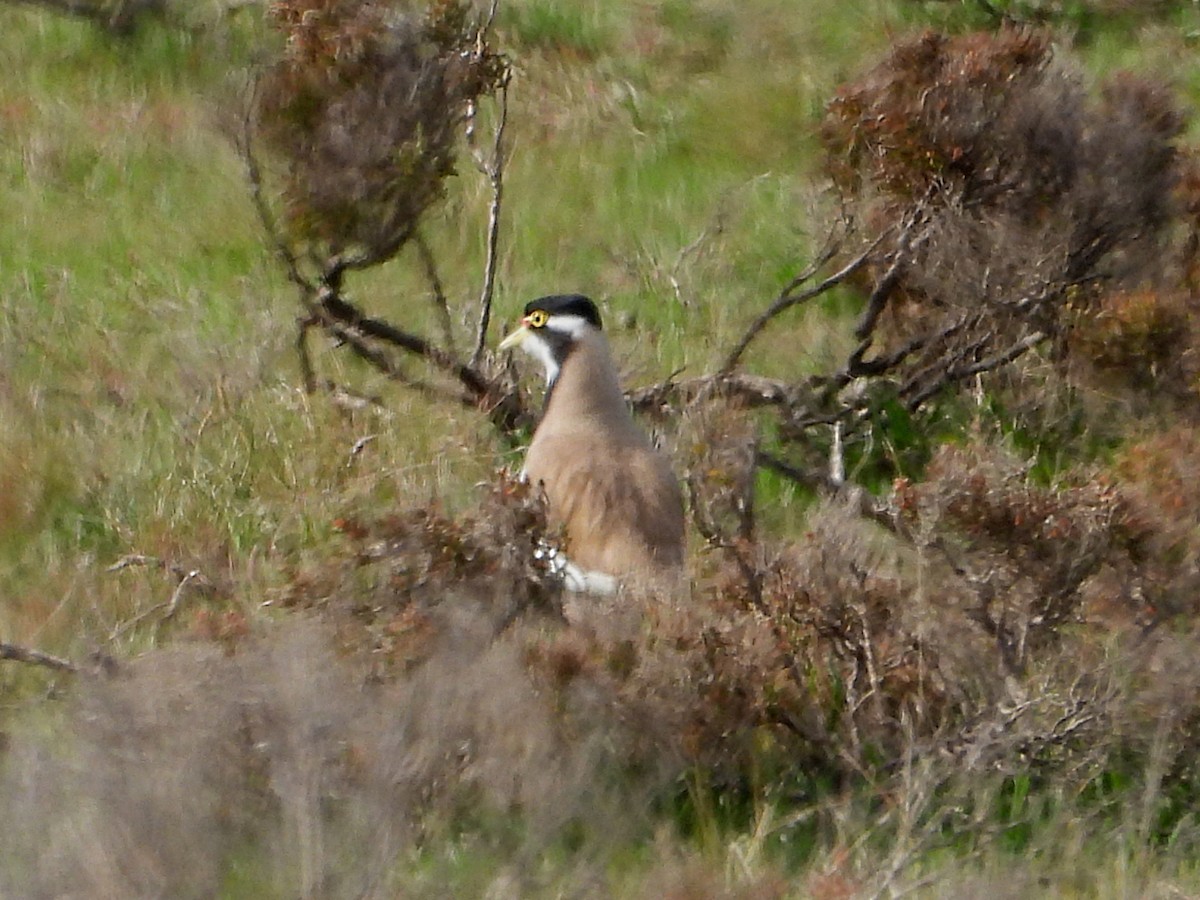 Banded Lapwing - ML489928161