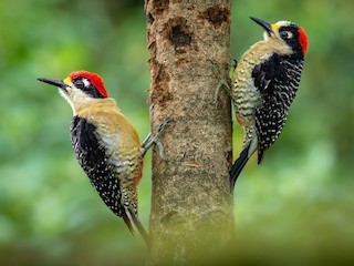  - Black-cheeked Woodpecker