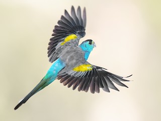  - Golden-shouldered Parrot