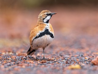  - Cinnamon Quail-thrush