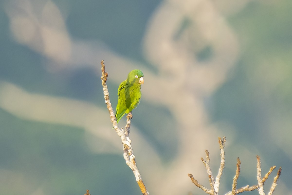 Golden-winged Parakeet - Paul Beerman