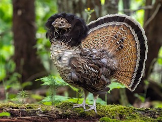  - Ruffed Grouse