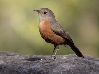  - Rockwarbler