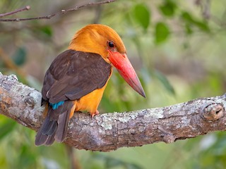  - Brown-winged Kingfisher