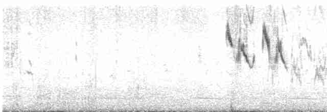 White Wagtail (Hodgson's) - ML489936191