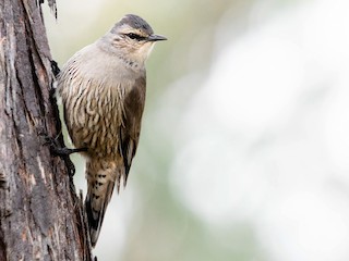  - Brown Treecreeper