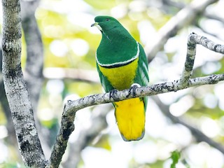  - Cloven-feathered Dove