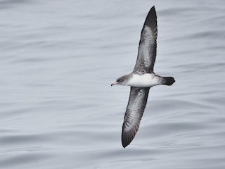  - Pink-footed Shearwater