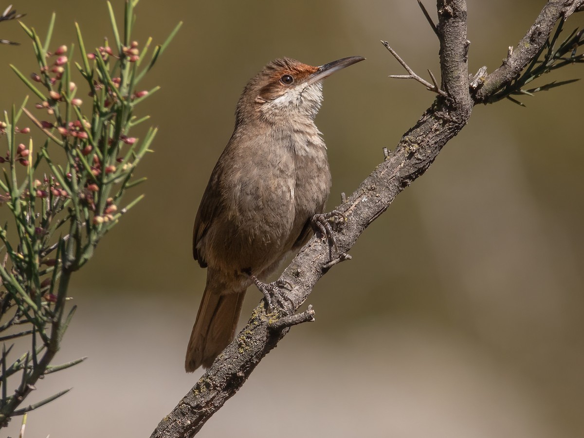Chaco Earthcreeper - Tarphonomus certhioides - Birds of the World