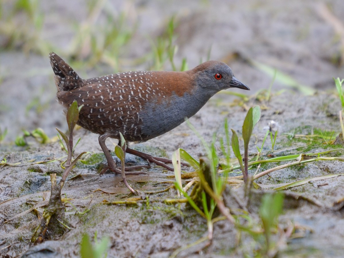 Black Rail - Laterallus jamaicensis - Birds of the World