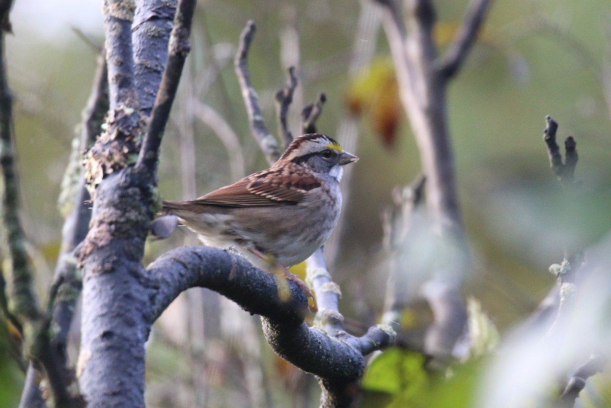 White-throated Sparrow - ML489944771