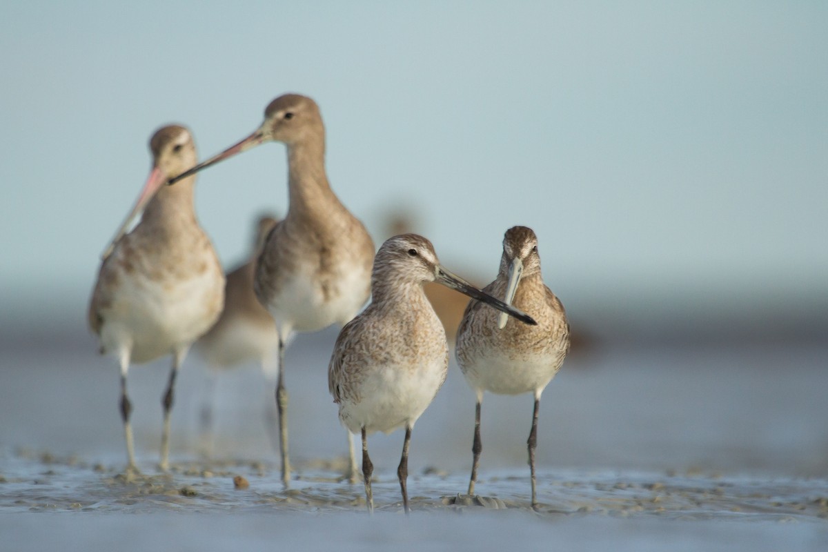 Asian Dowitcher - ML489945881