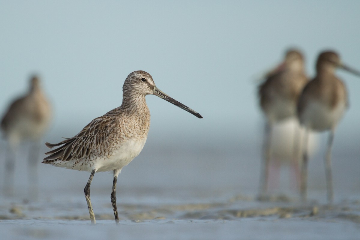 Asian Dowitcher - ML489946651