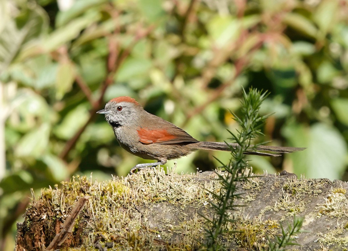 Silvery-throated Spinetail - ML489948651