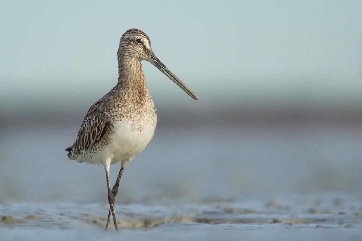 Asian Dowitcher - ML489949791