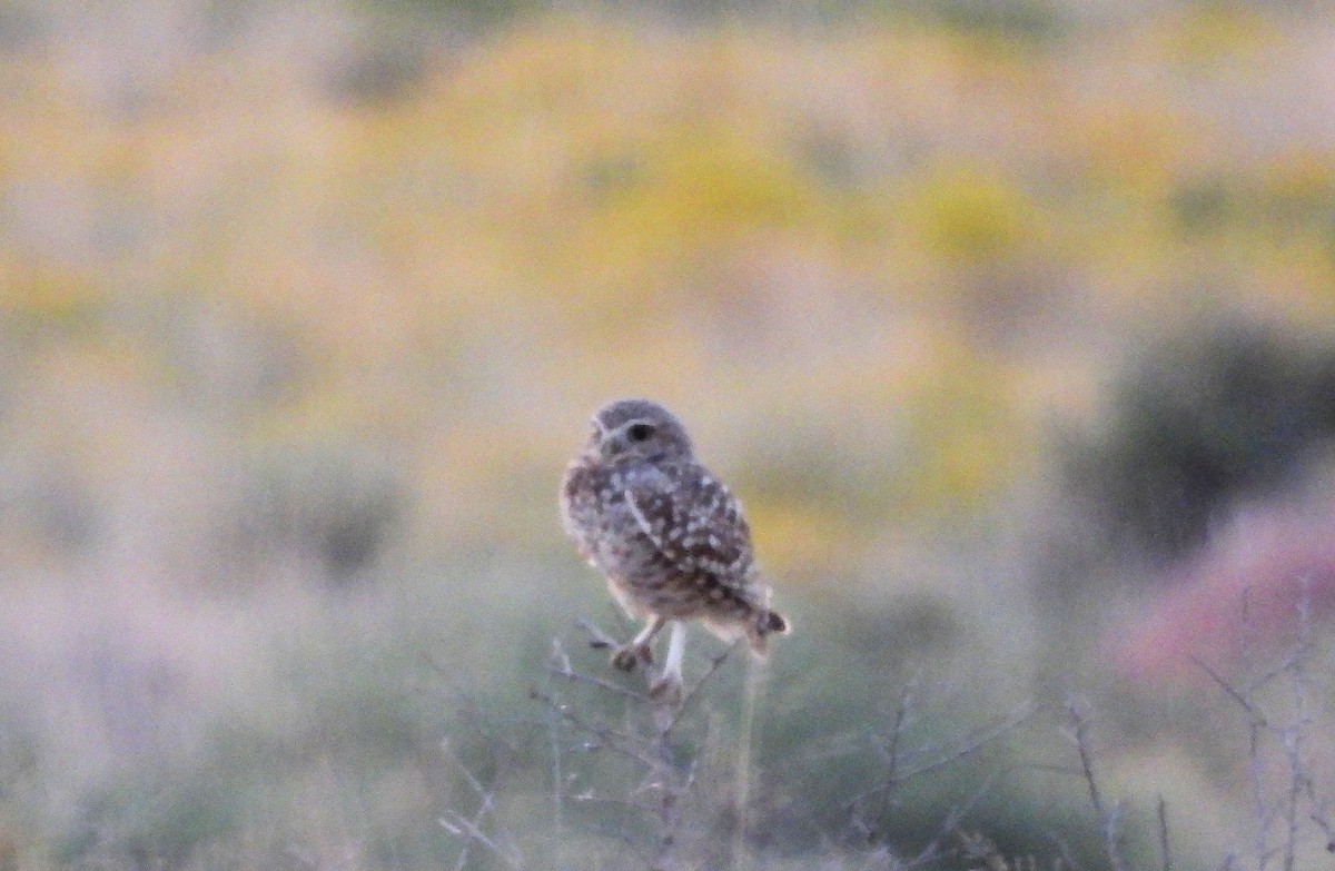 Burrowing Owl - ML489951511