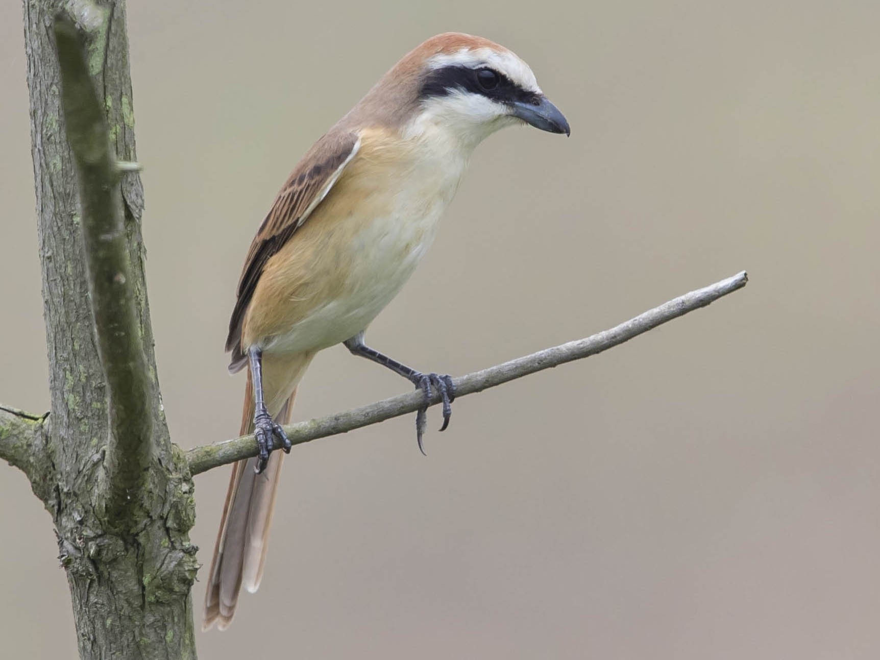 Brown Shrike - 浙江 重要鸟讯汇整