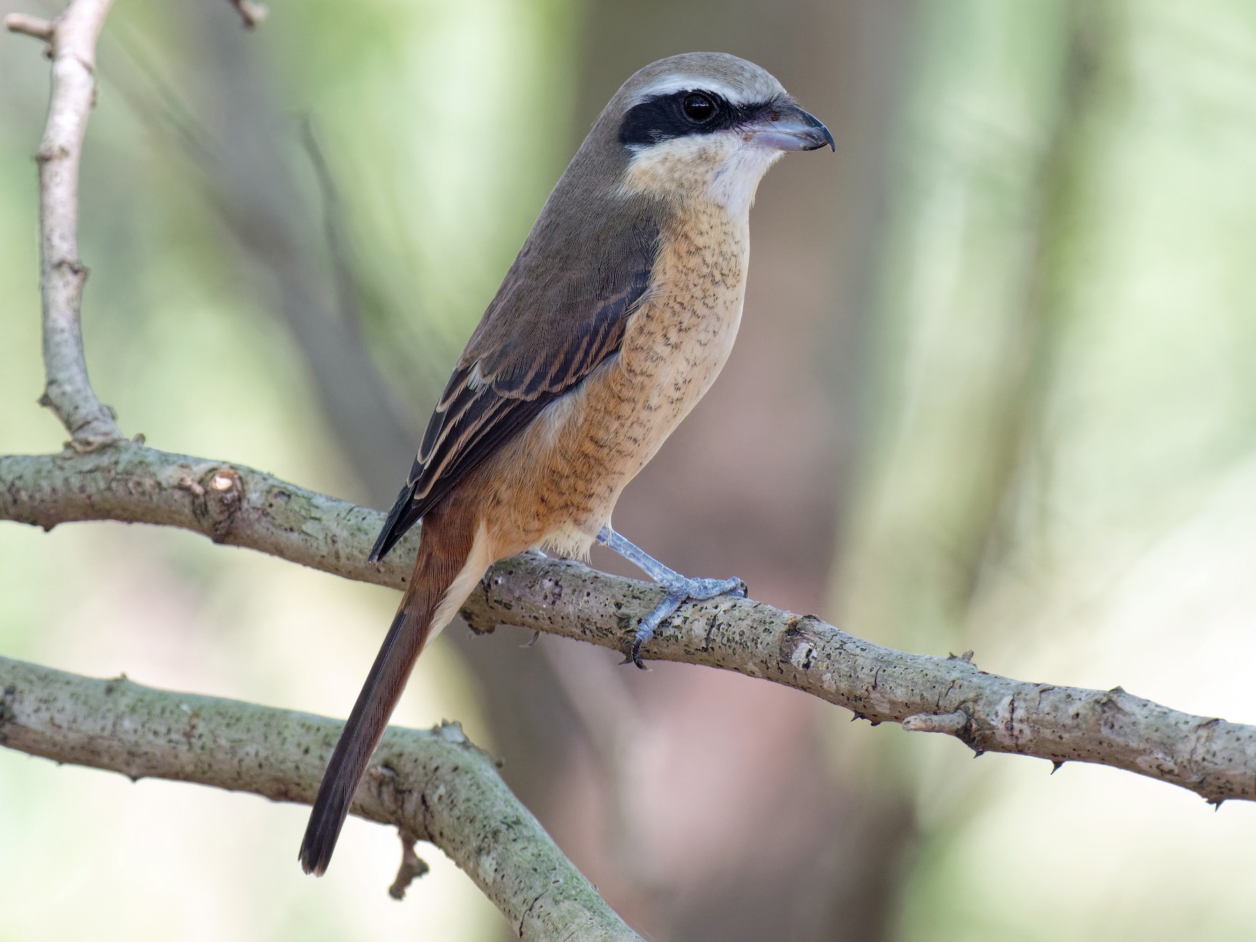 Brown Shrike - Vincent Wang