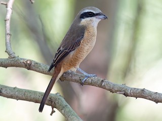 Молодая птица (Philippine) - Vincent Wang - ML489954121