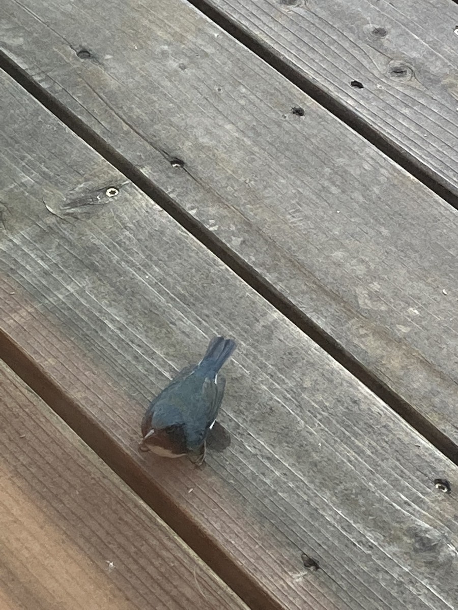 Black-throated Blue Warbler - ML489955771