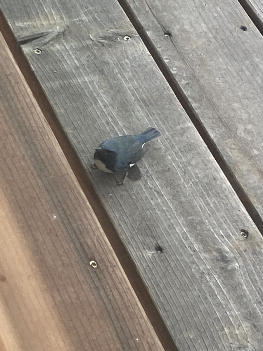 Black-throated Blue Warbler - ML489955901