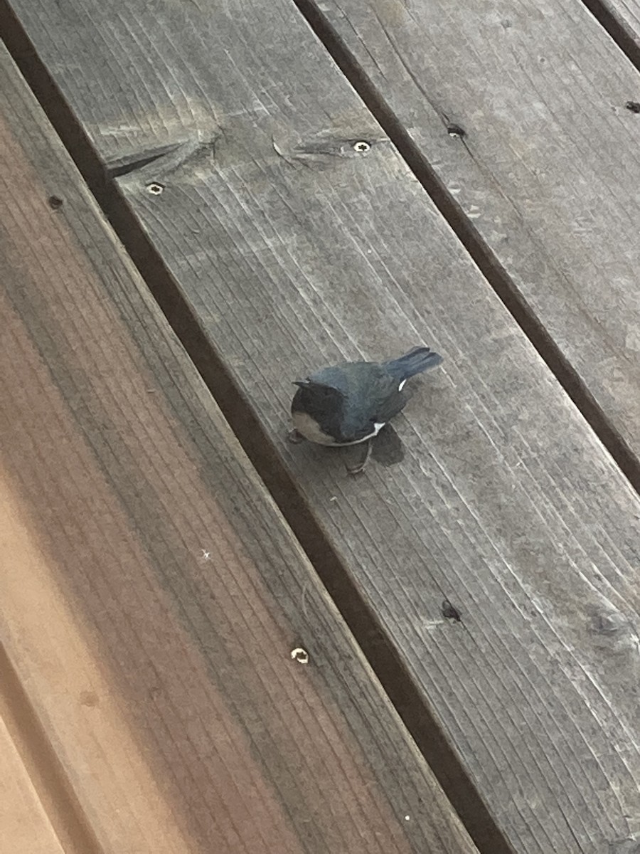 Black-throated Blue Warbler - ML489956061