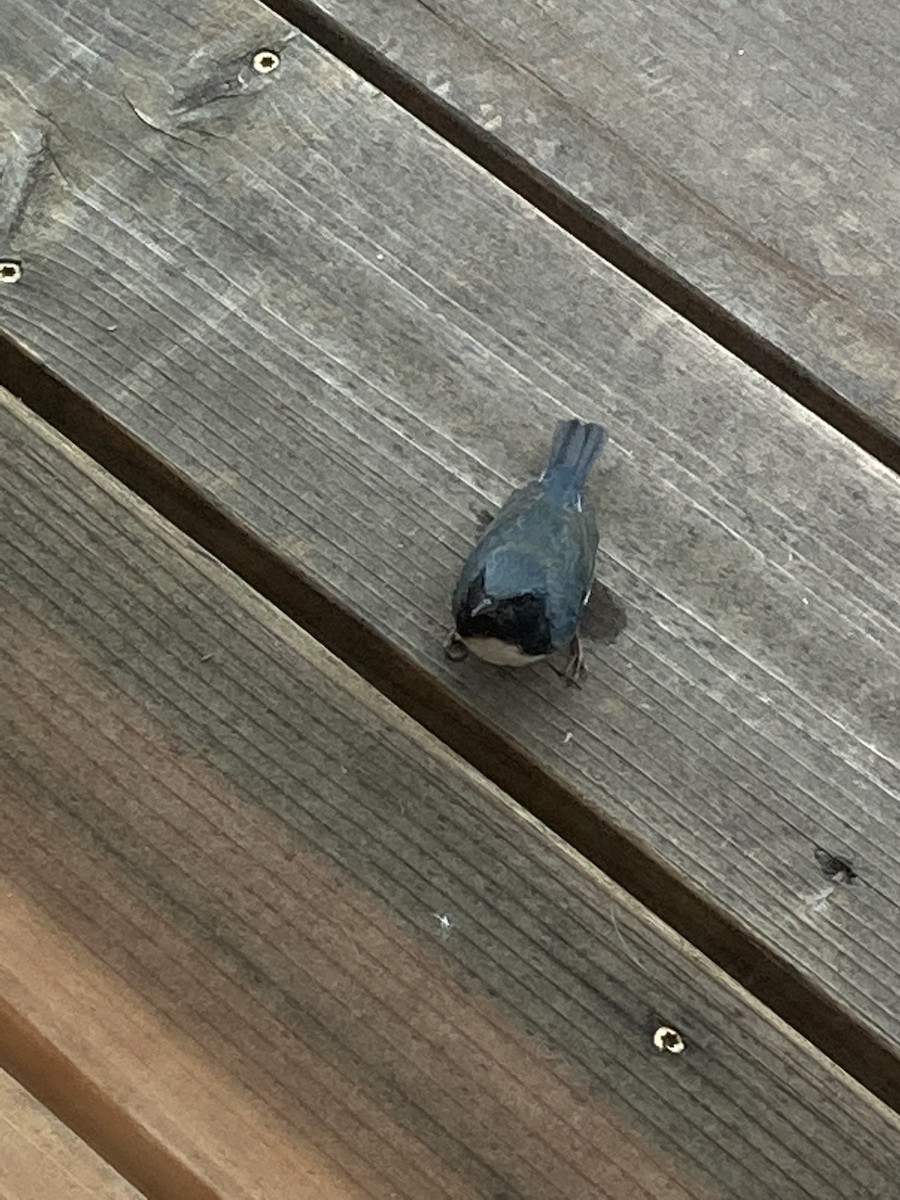 Black-throated Blue Warbler - ML489956161